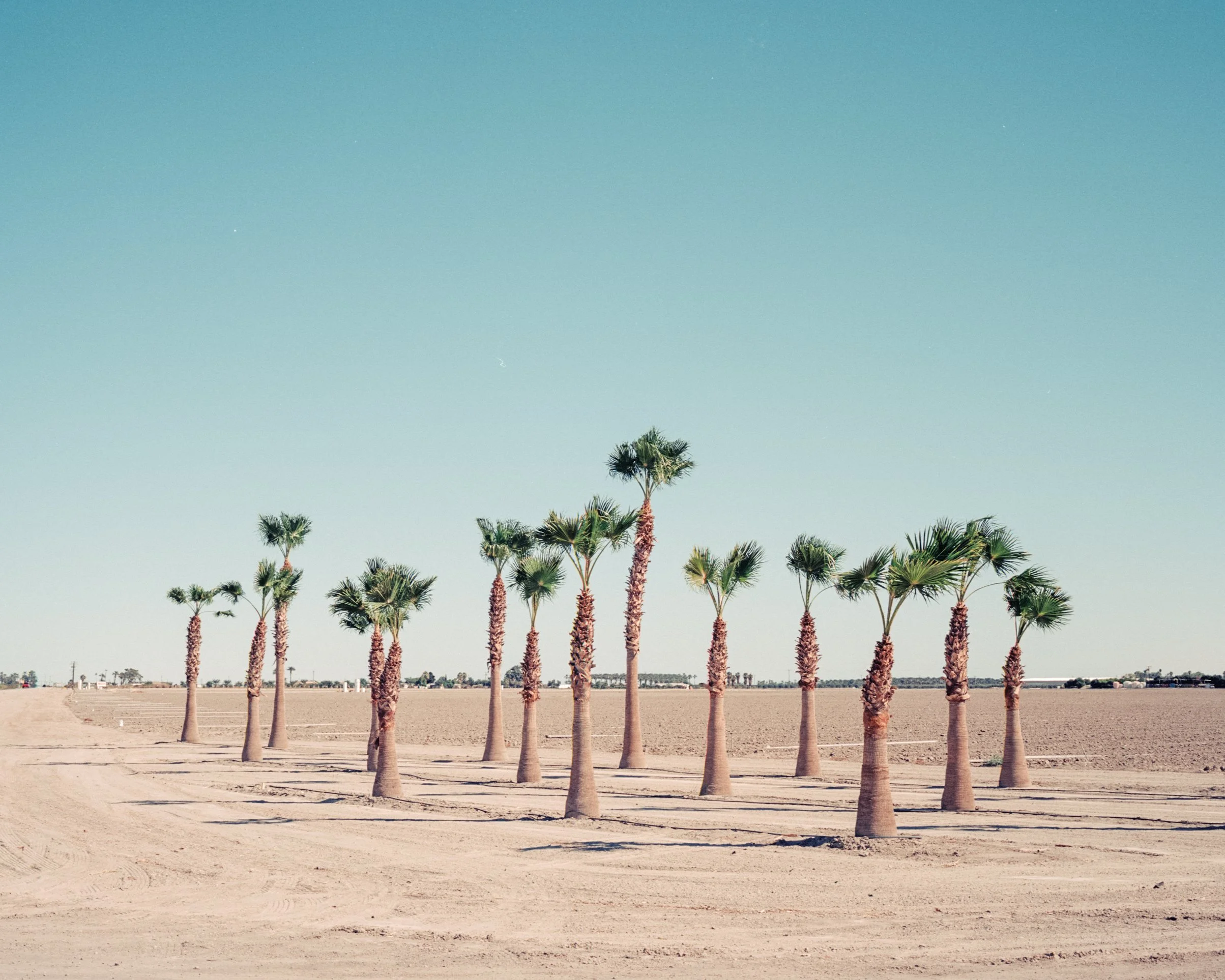 palm grove.jpg