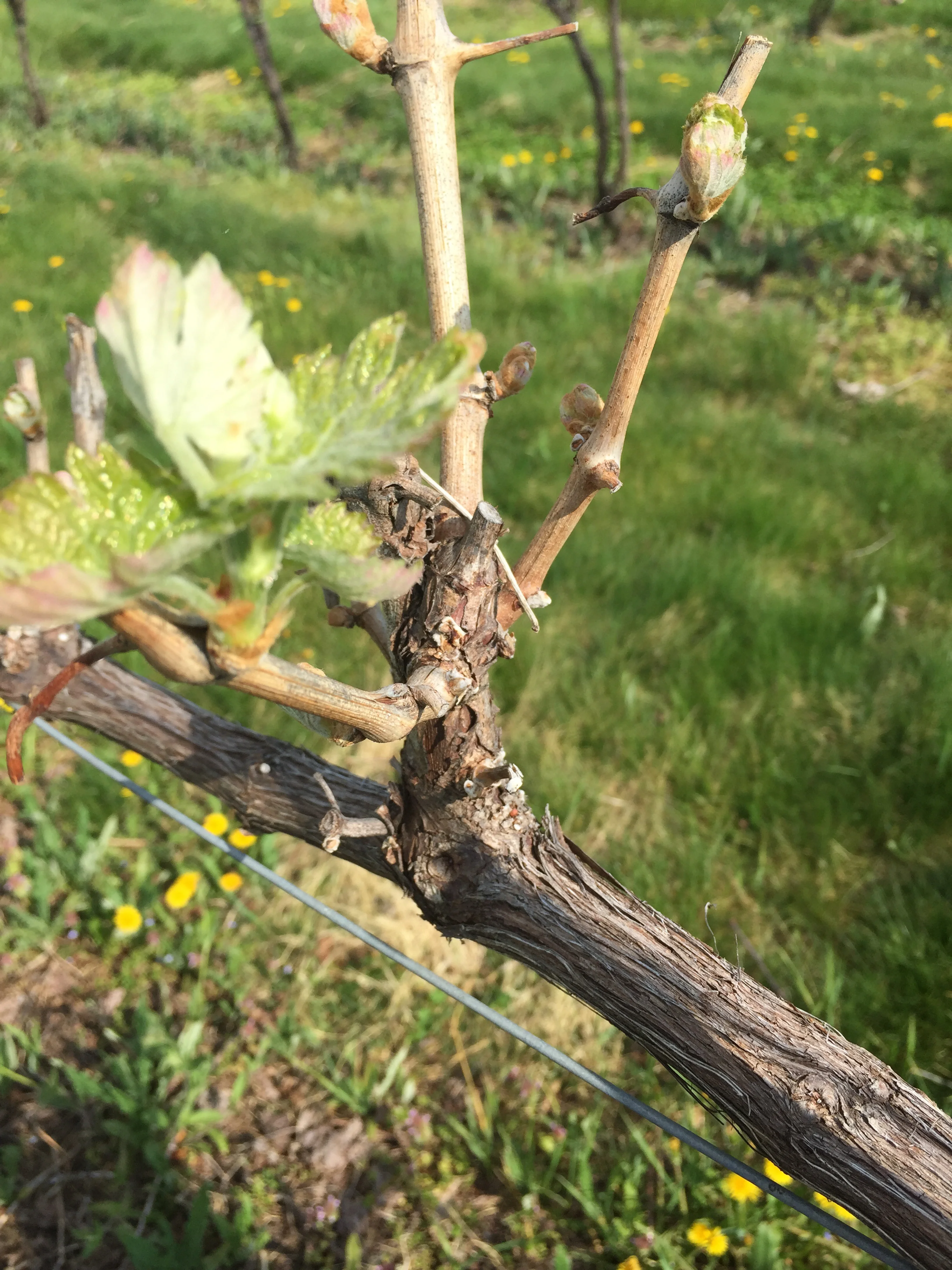 Cab Franc bud break May 2