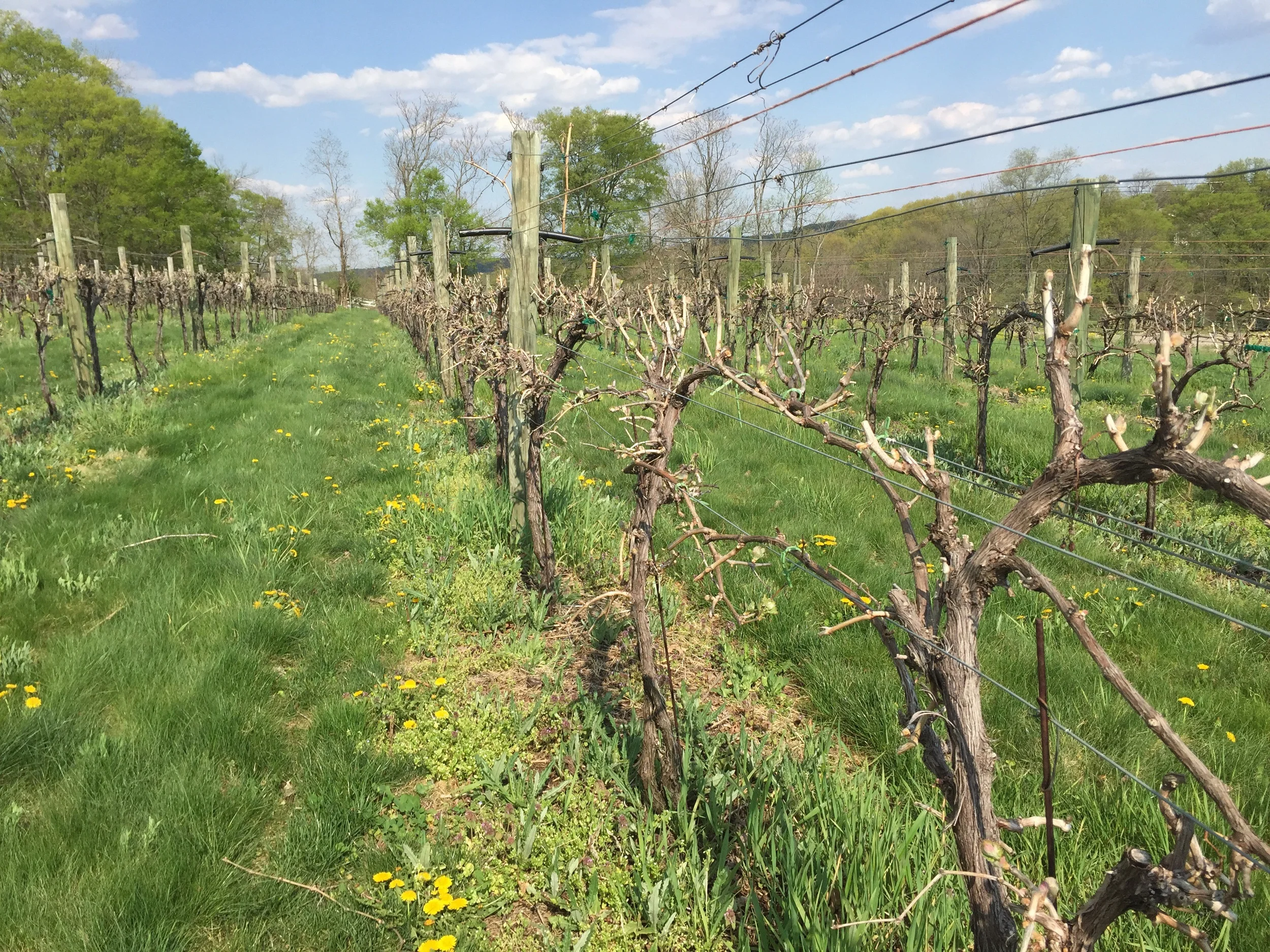 A view down the row after budbreak.