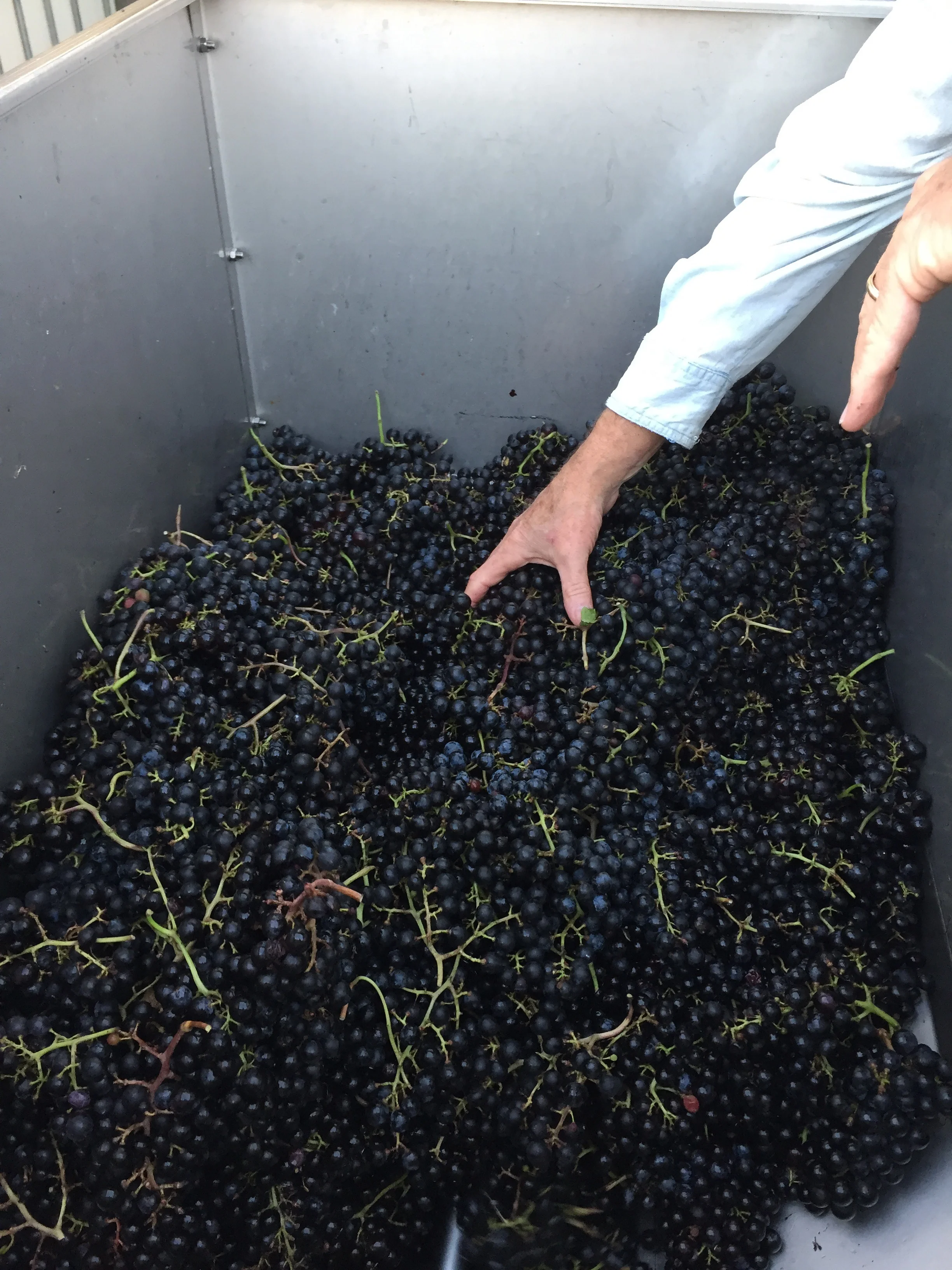 Fresh picked Cab Franc in the crusher/destemmer