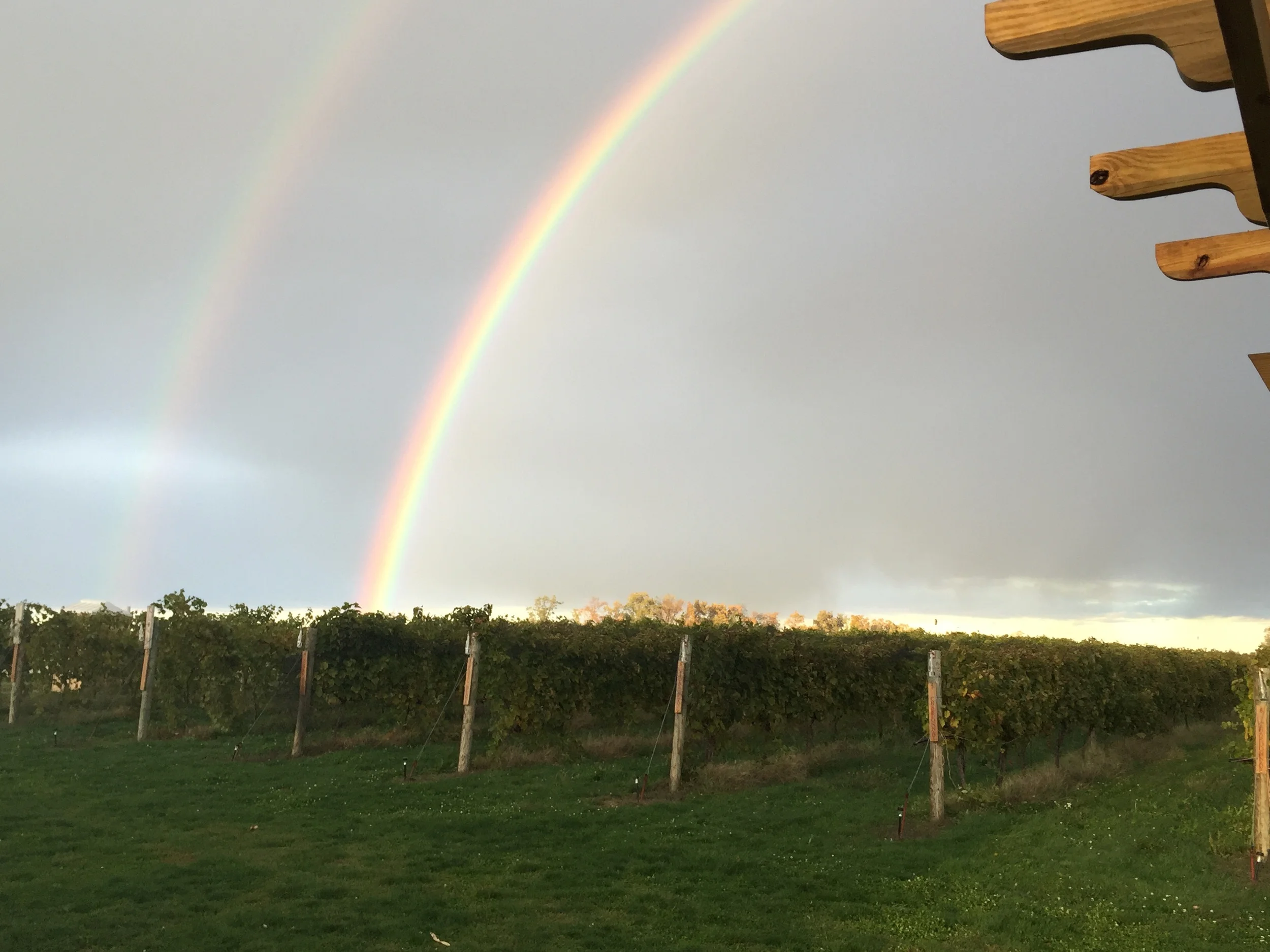 The day we finished harvest, this rainbow appeared over our vineyards. I take it as a good omen for the 2015 vintage.
