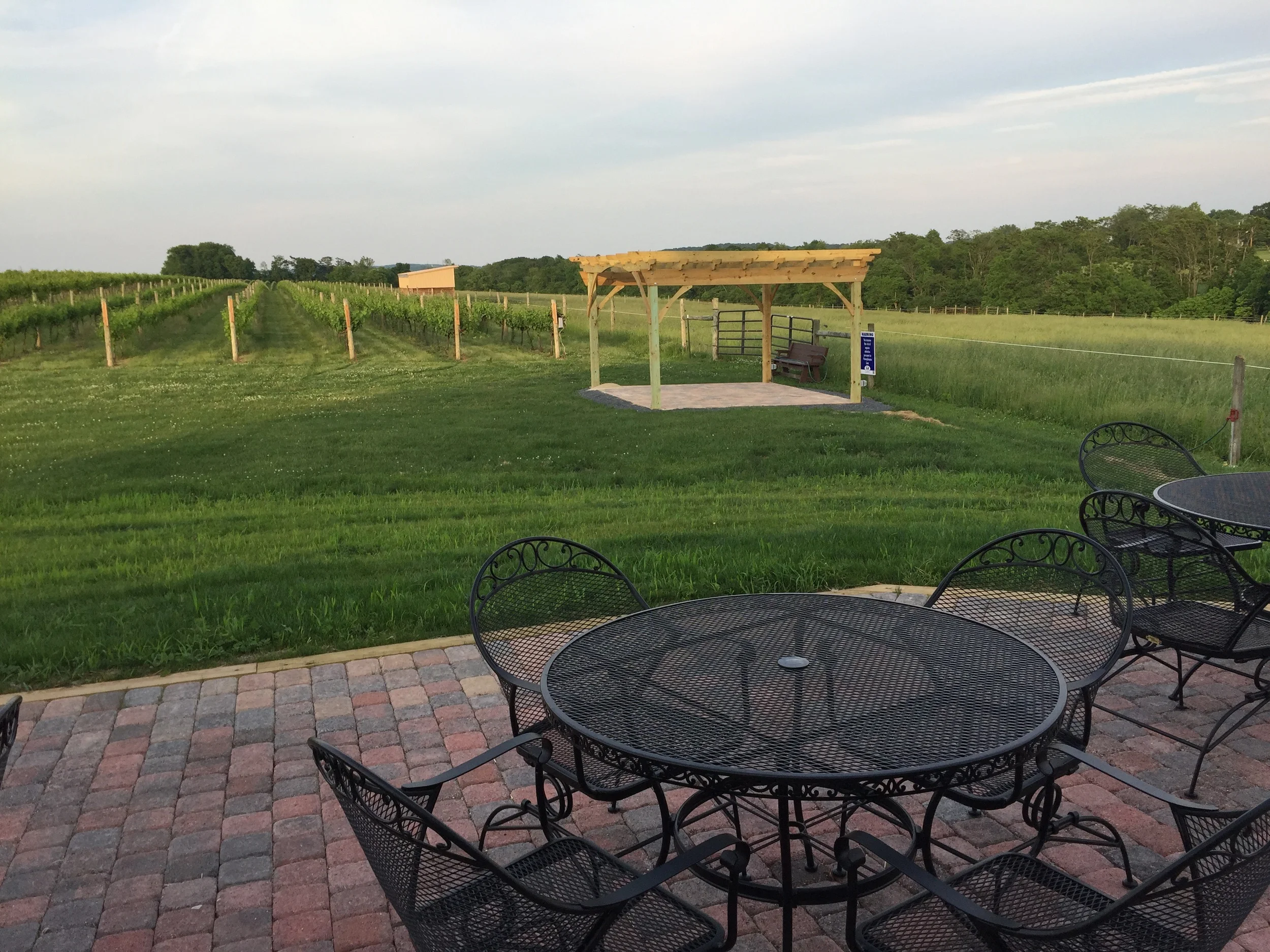 The view from our back patio overlooking our vineyards.