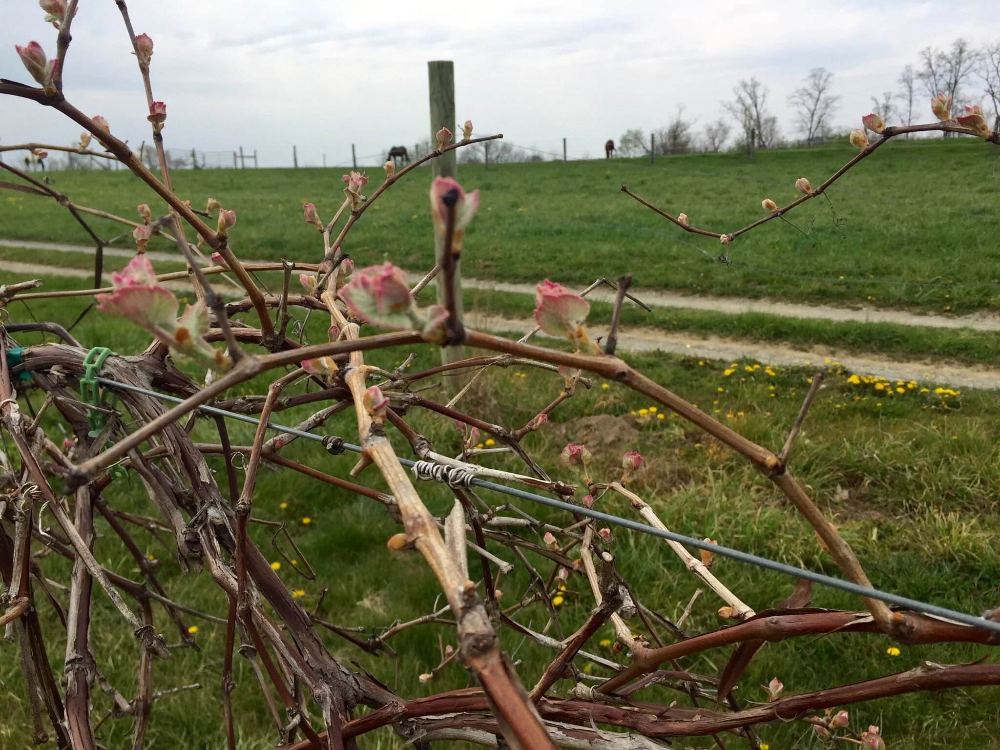 Concord bud break at Cassel Vineyards