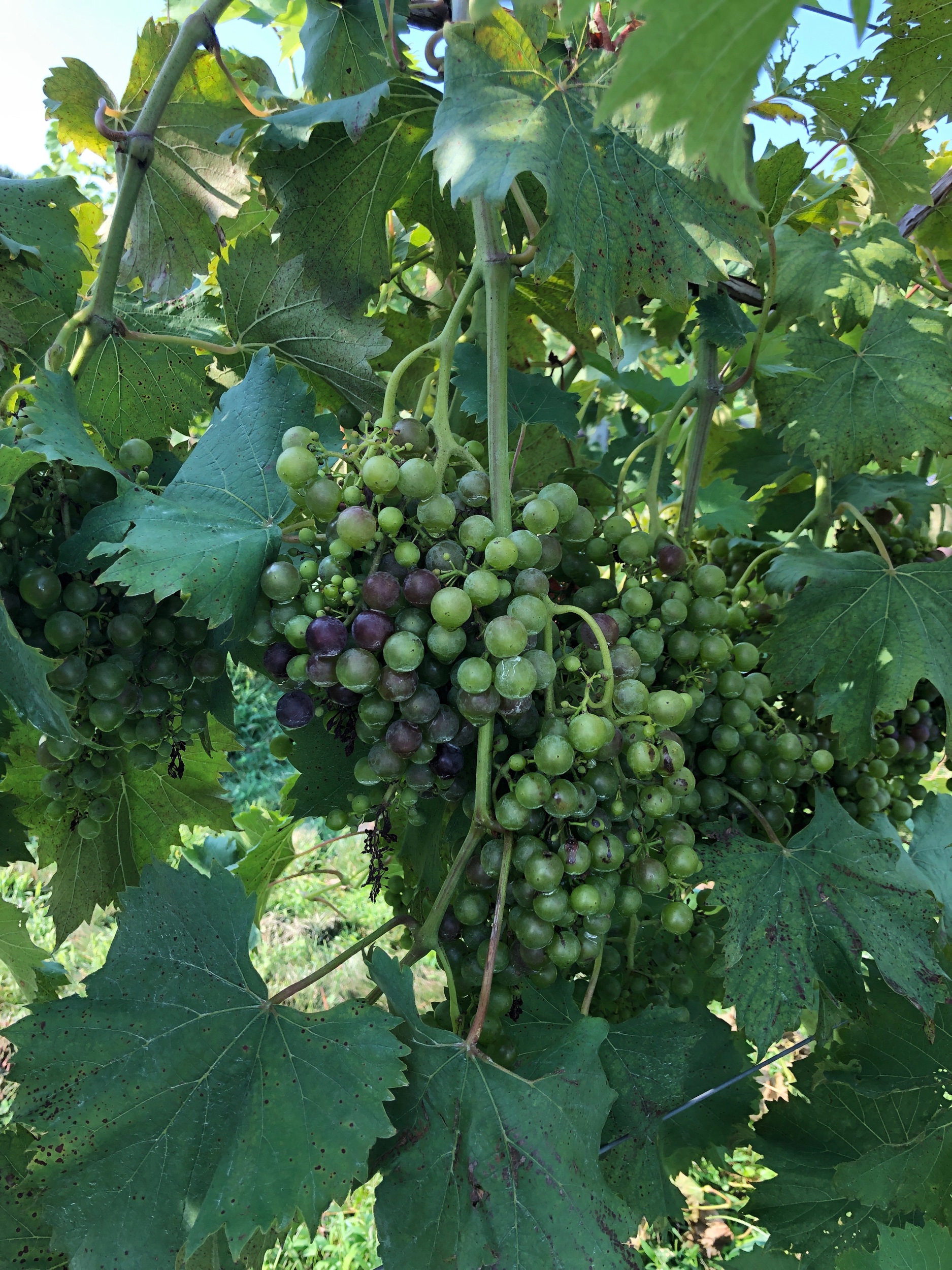 The ripening has begin! Last Thursday, August 8 we began placing the bird nets on the vines. The changing color is occurring a little later this year by about a week. This Spring’s late frost and the warm, wet conditions may be contributing factors but nobody really knows exactly why the dates vary from year to year. The important thing is that it has commenced and now we can look forward to harvest!