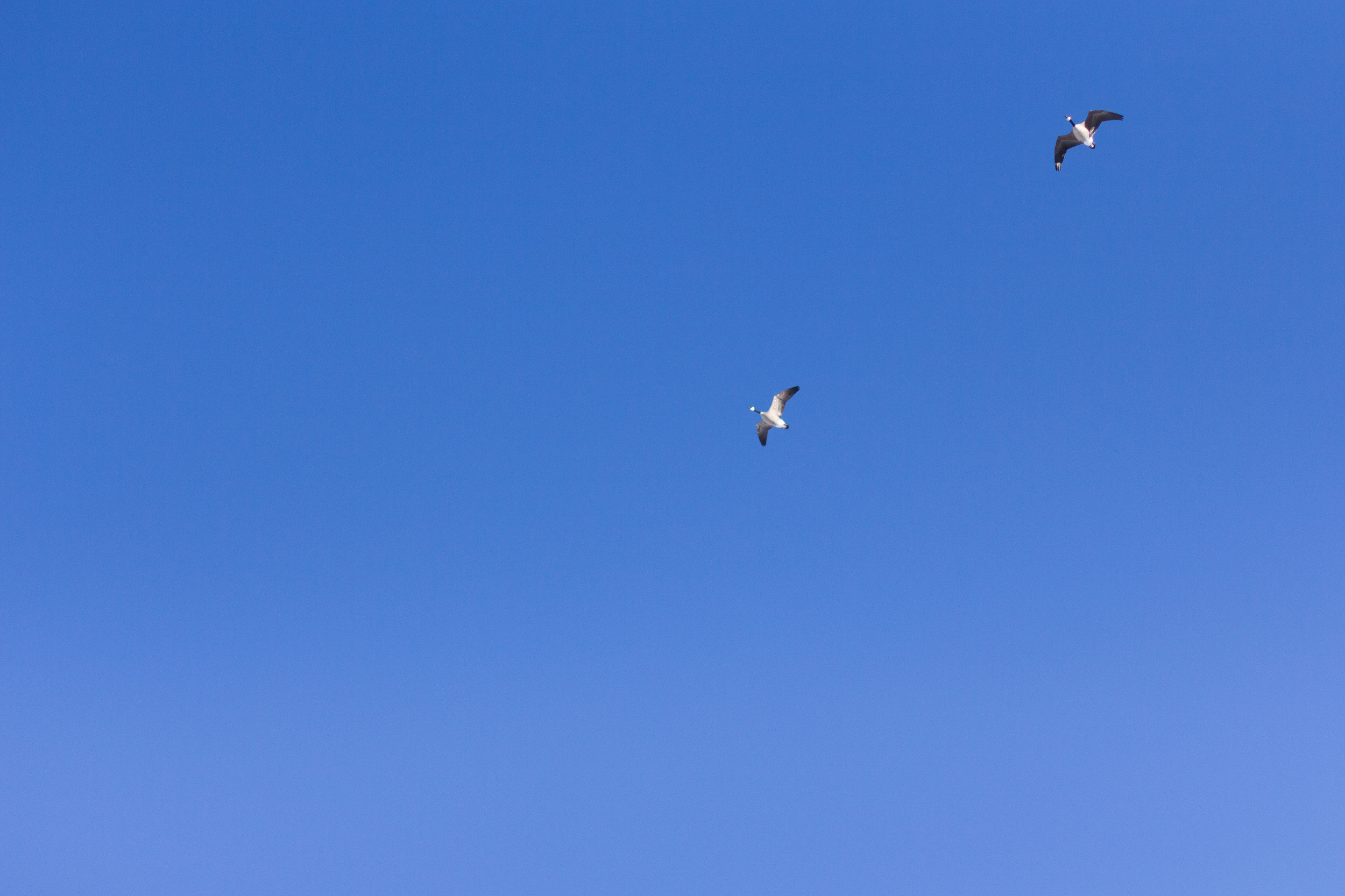 birds flying in clear Colorado skies