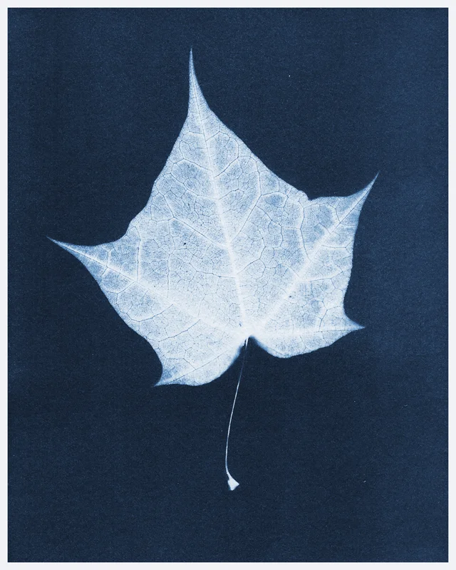 Maple