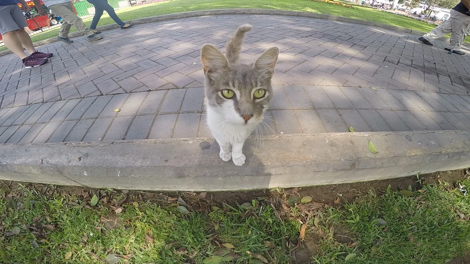 Lima_Gato.jpg