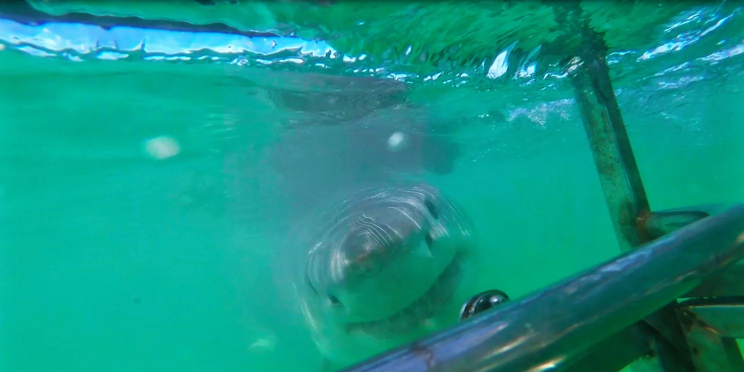 Shark (2).jpg