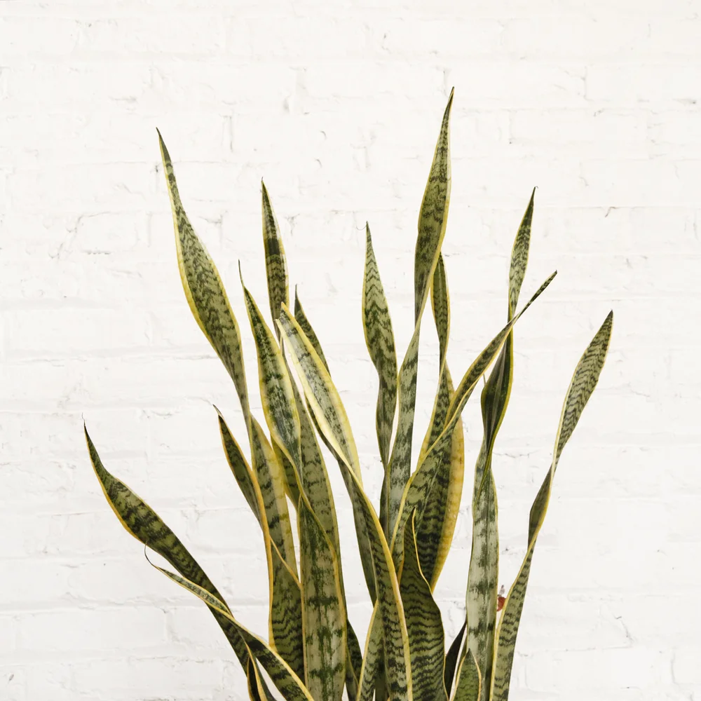 snake plant o t h e r t i m e s v i n t a g e