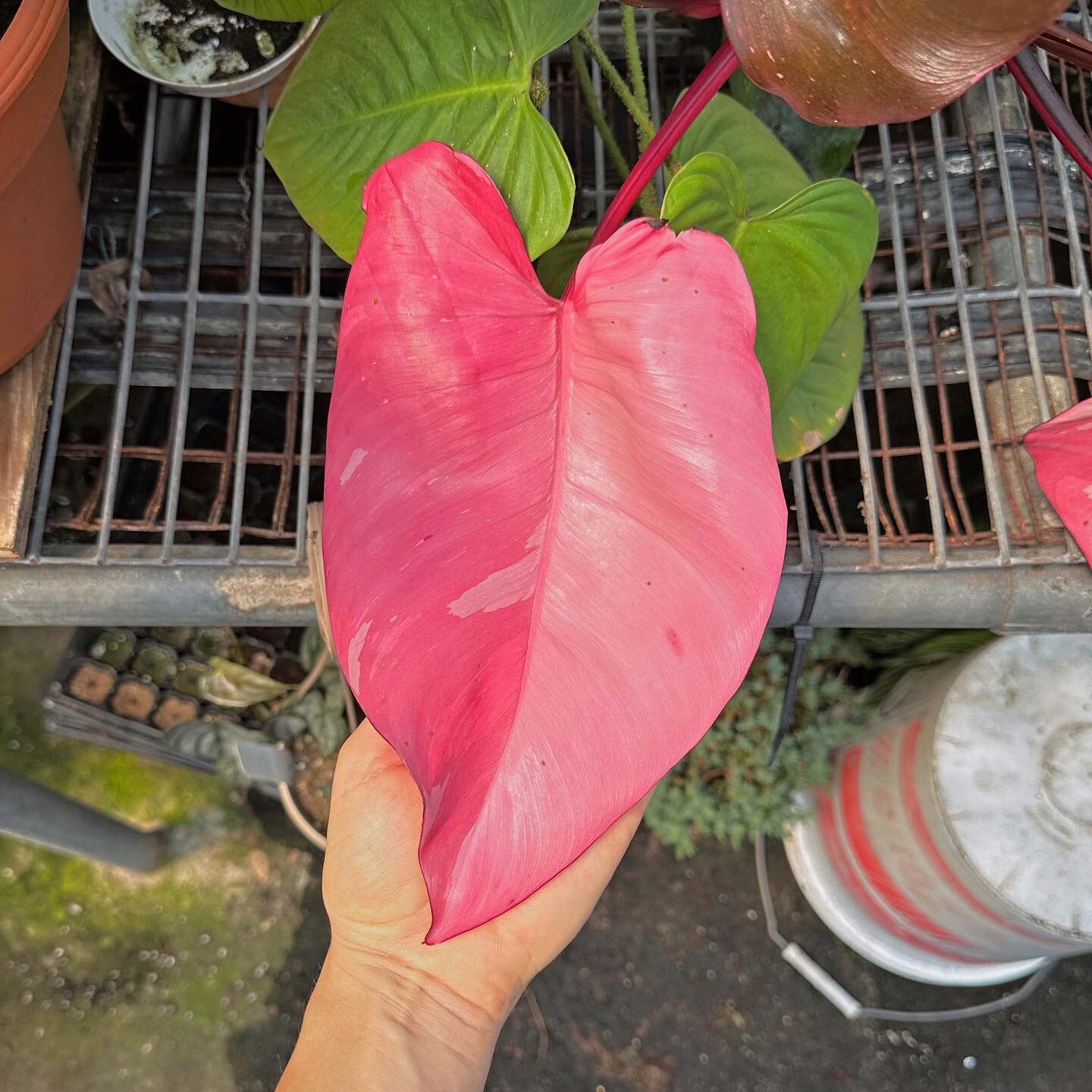 💗 Leaf Luv of Late 💗 If I see a pink leaf I&rsquo;m taking a pic! It seems to be somewhat universal to be attracted to a plant that is pink and not the typical green. Pink plants in general are having a moment of popularity for obvious reasons so I