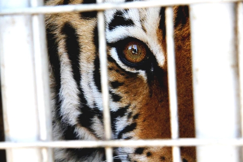 caged tiger.jpg