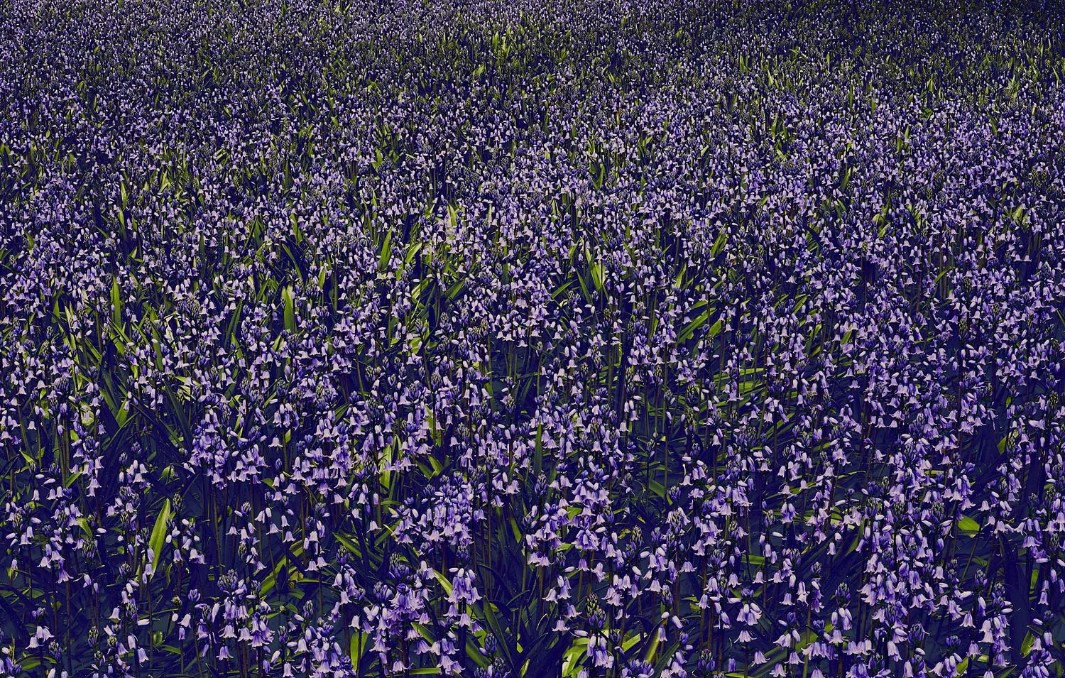 RALPH_SMITH_TEST0509131_BLUEBELL_01_w.jpg