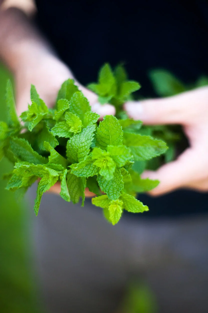 Mint Infused Simple Syrup