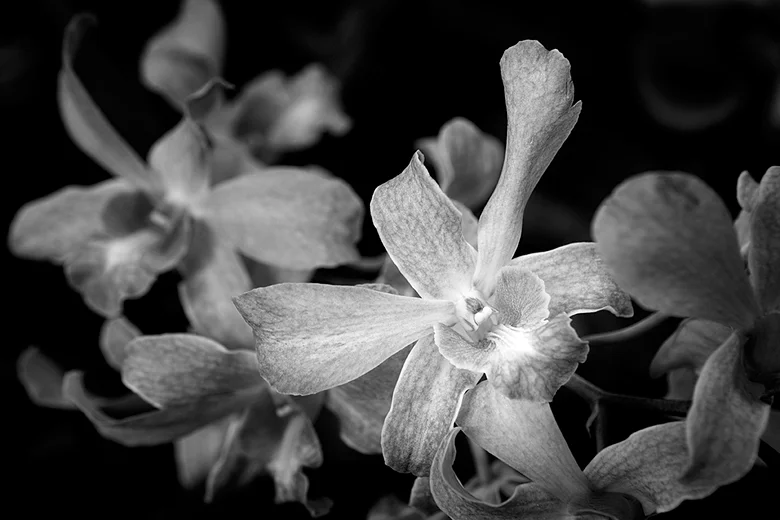Orchid - Daniel Stowe Botanical Garden
