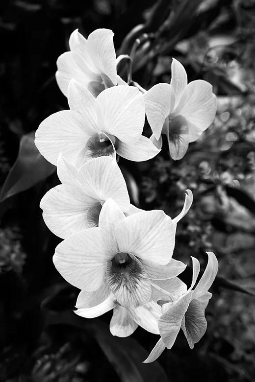 Orchid - Daniel Stowe Botanical Garden