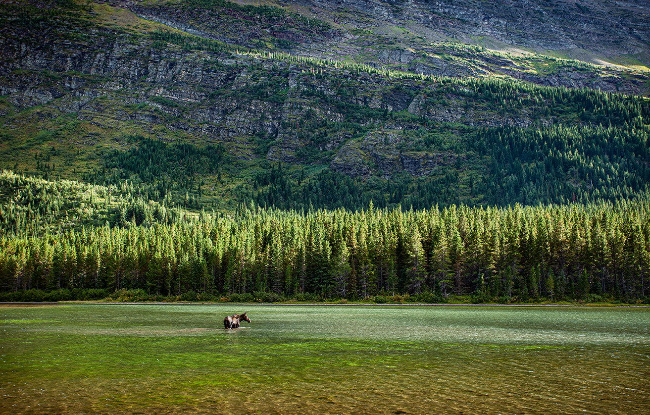Moose in water