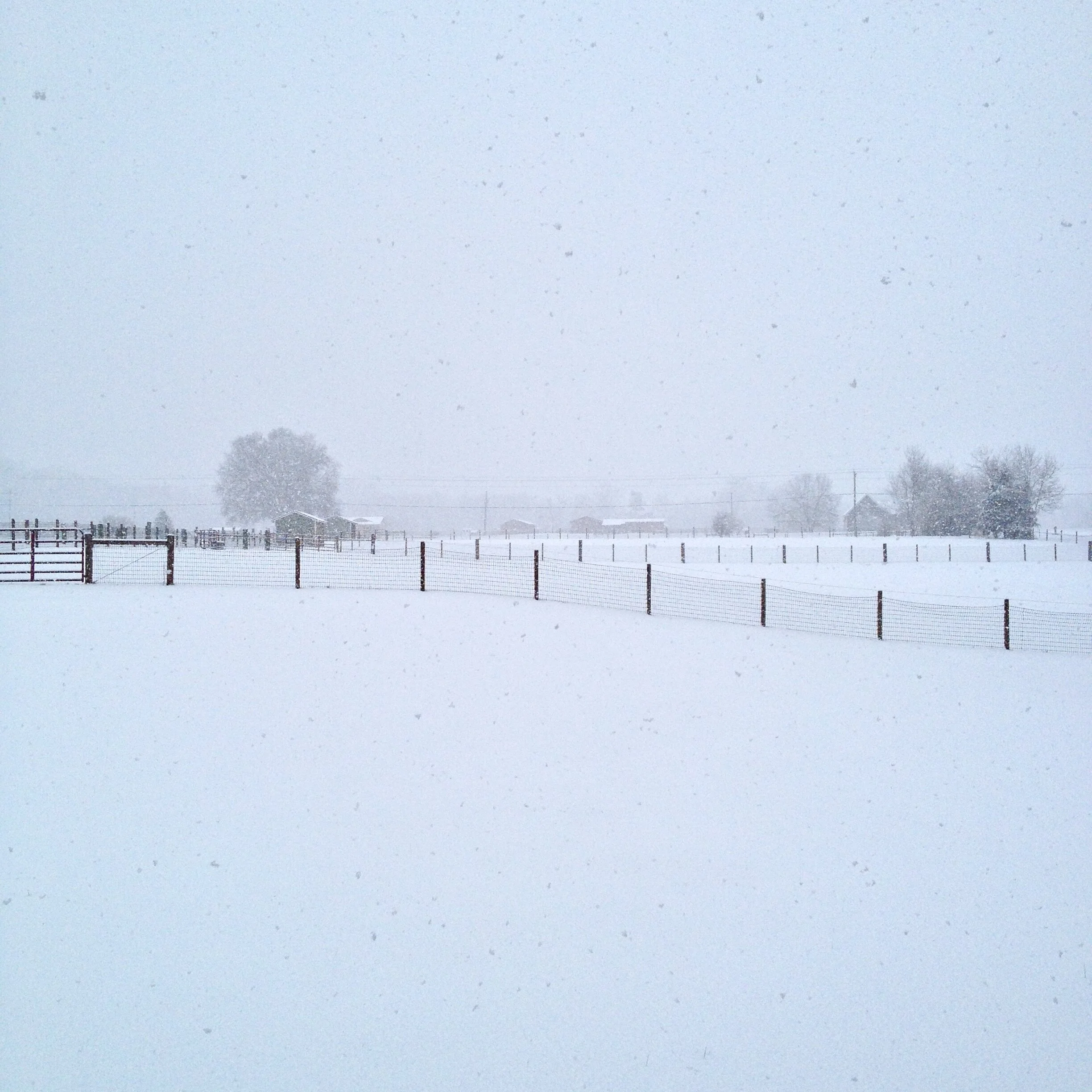 Snowy pastures