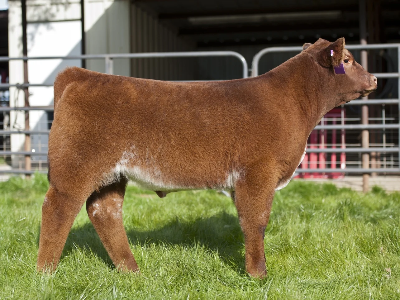 Shorthorn.jpg