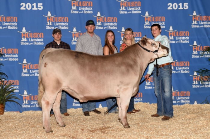 2015 HOUSTON 5TH PLACE SIMMENTAL shown by COLE BOURGEOIS