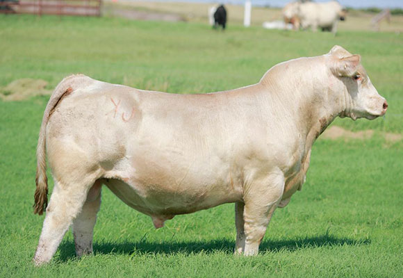 RENEGADE BULL.jpg