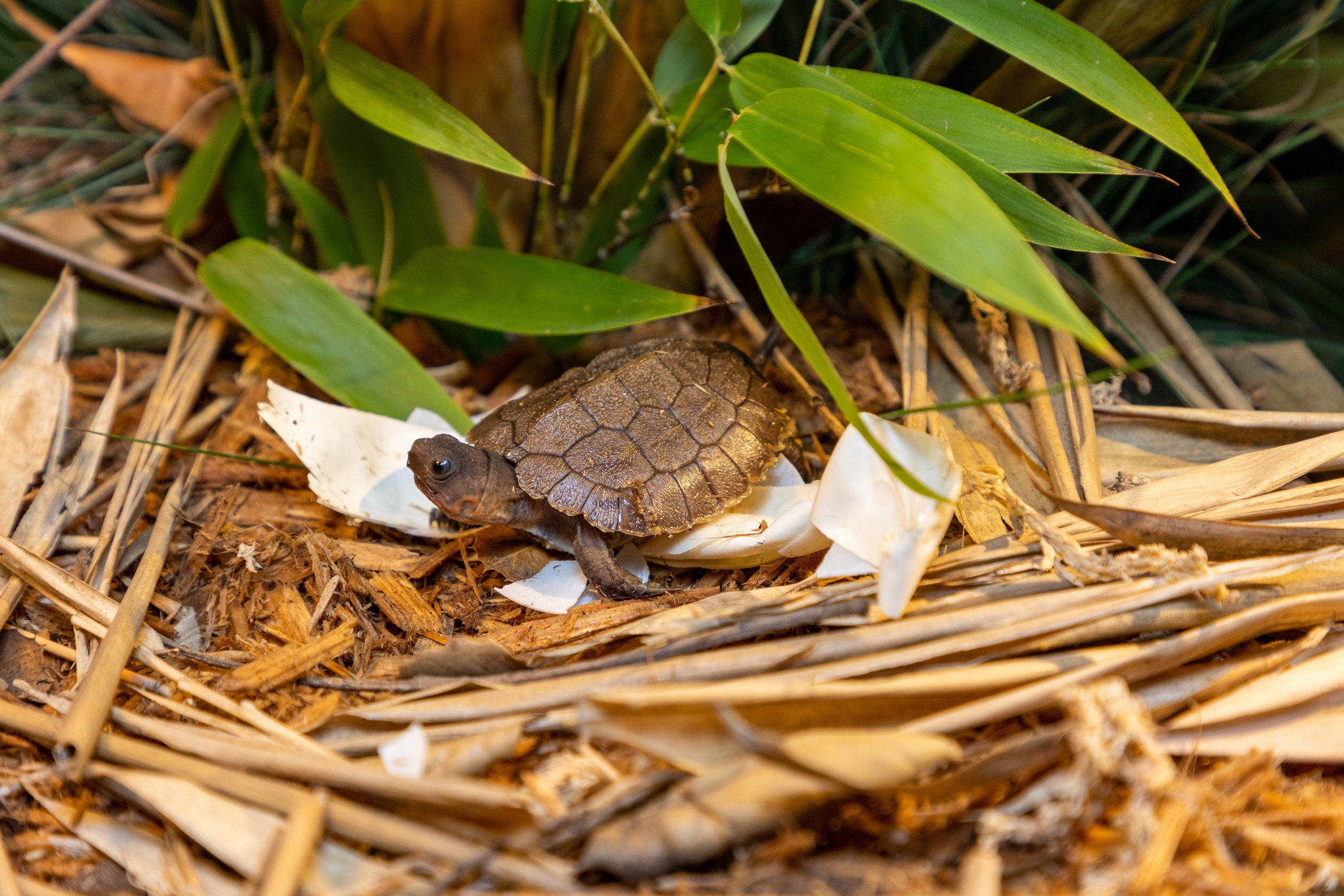Turtle Conservancy — Turtle Conservancy News