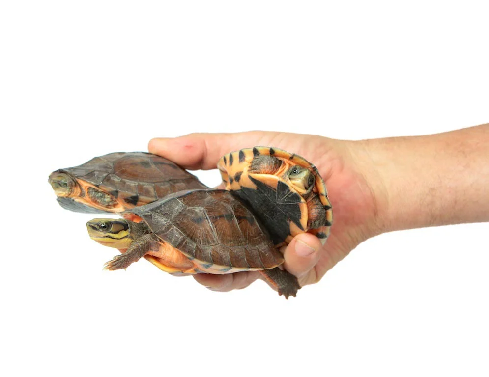 Turtle Conservancy — Golden Coin Turtle Program
