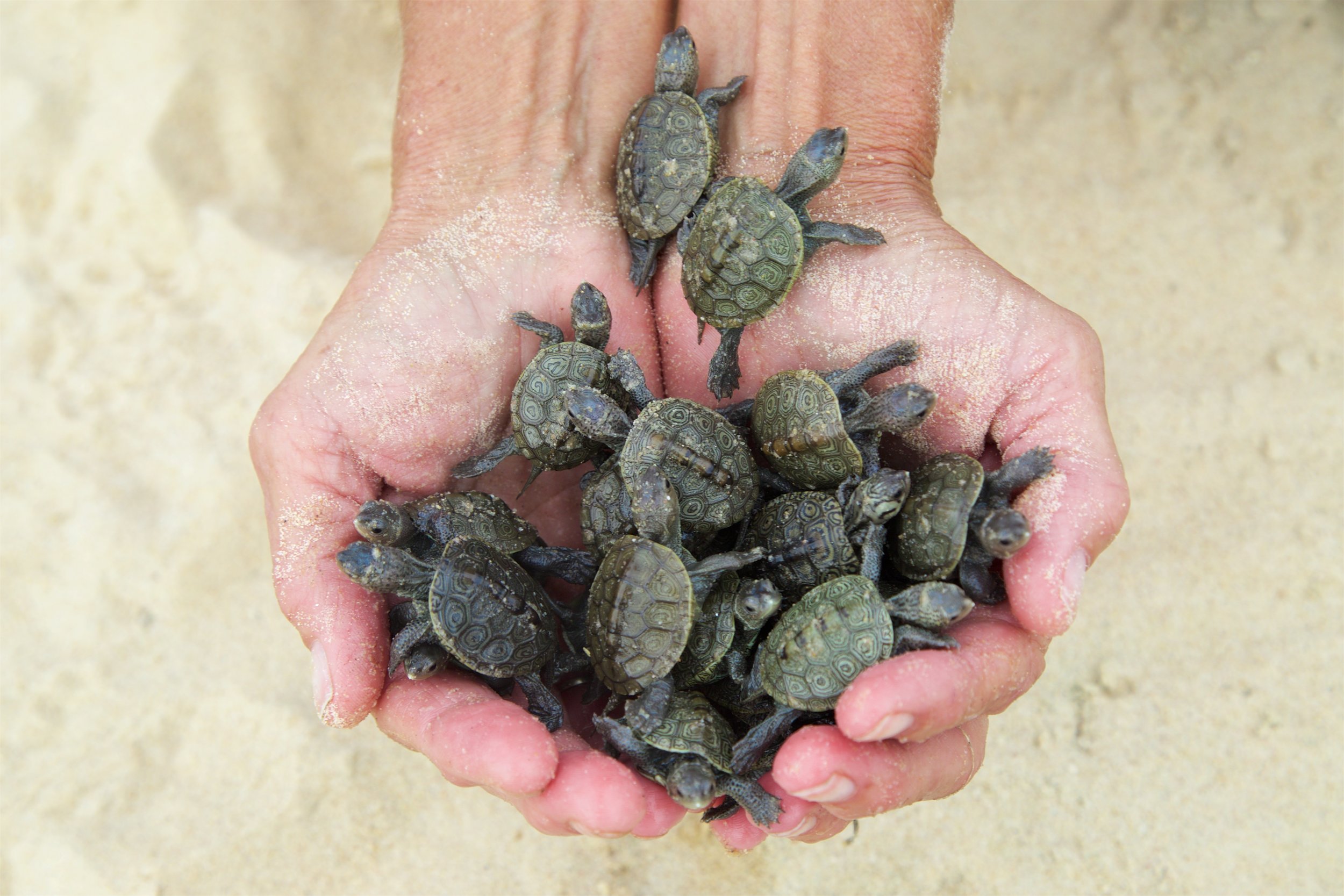 Hot weather, drought impacting baby terrapins / tiny turtles may