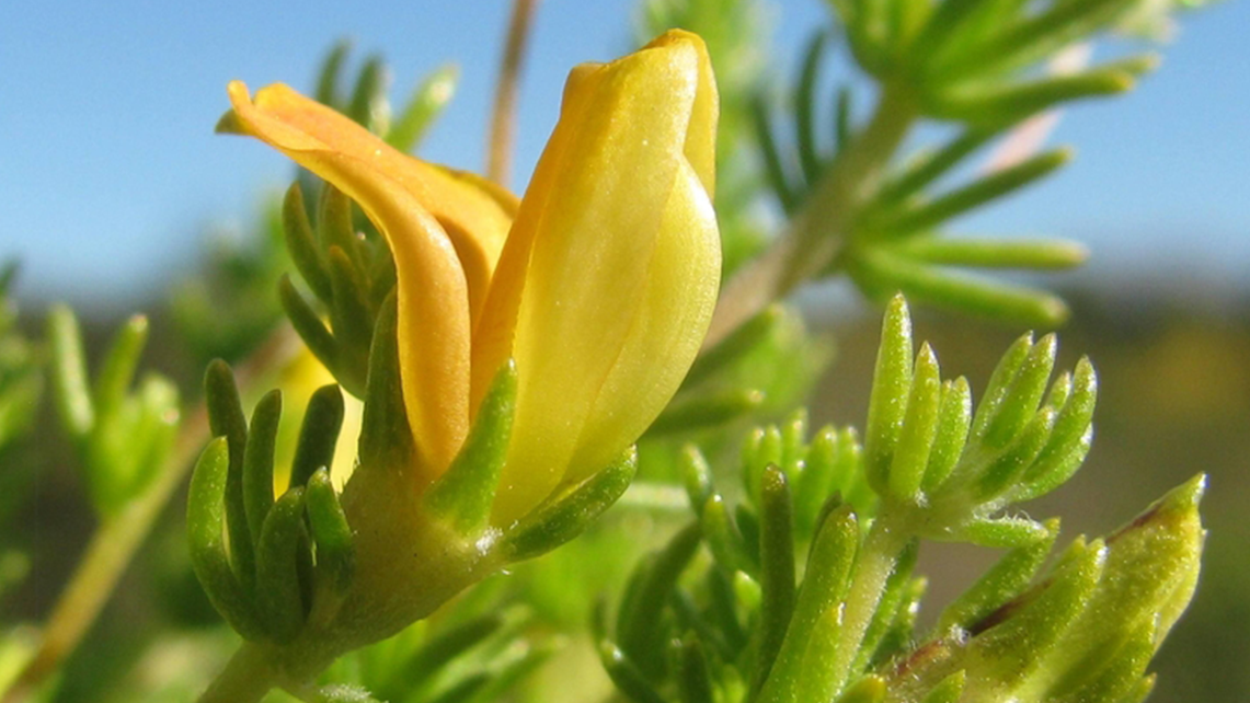 A. amoeni