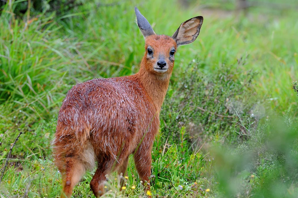 Cape Grysbok