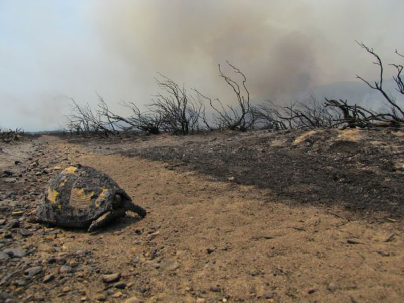 bush-fire-burnt-tortoise.jpg