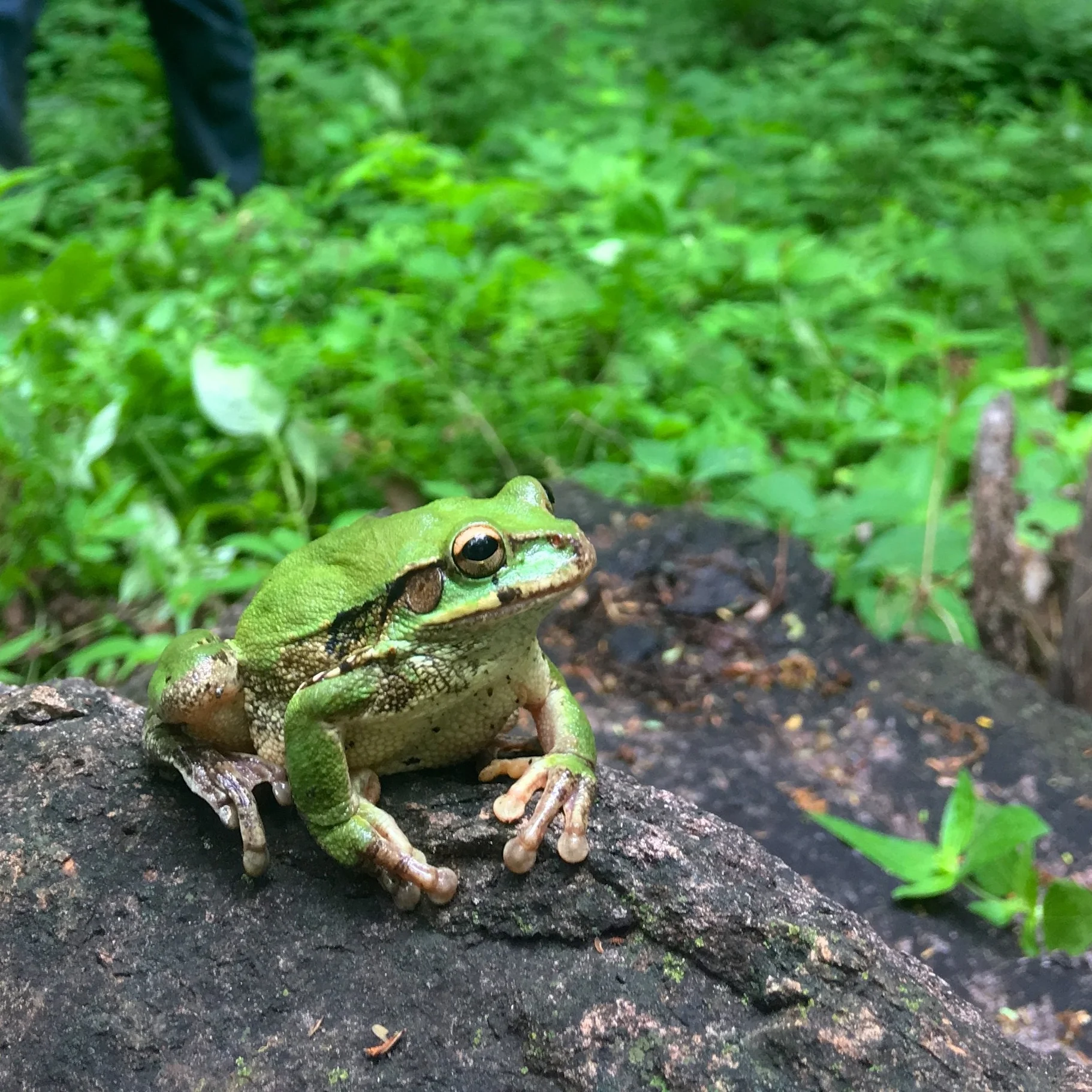 Amphibians