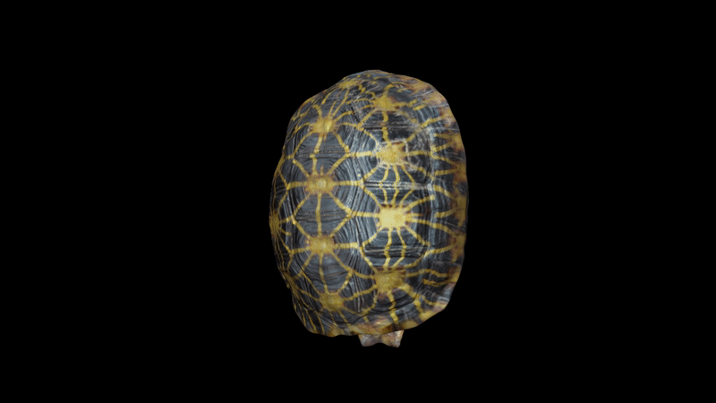 image6.gif