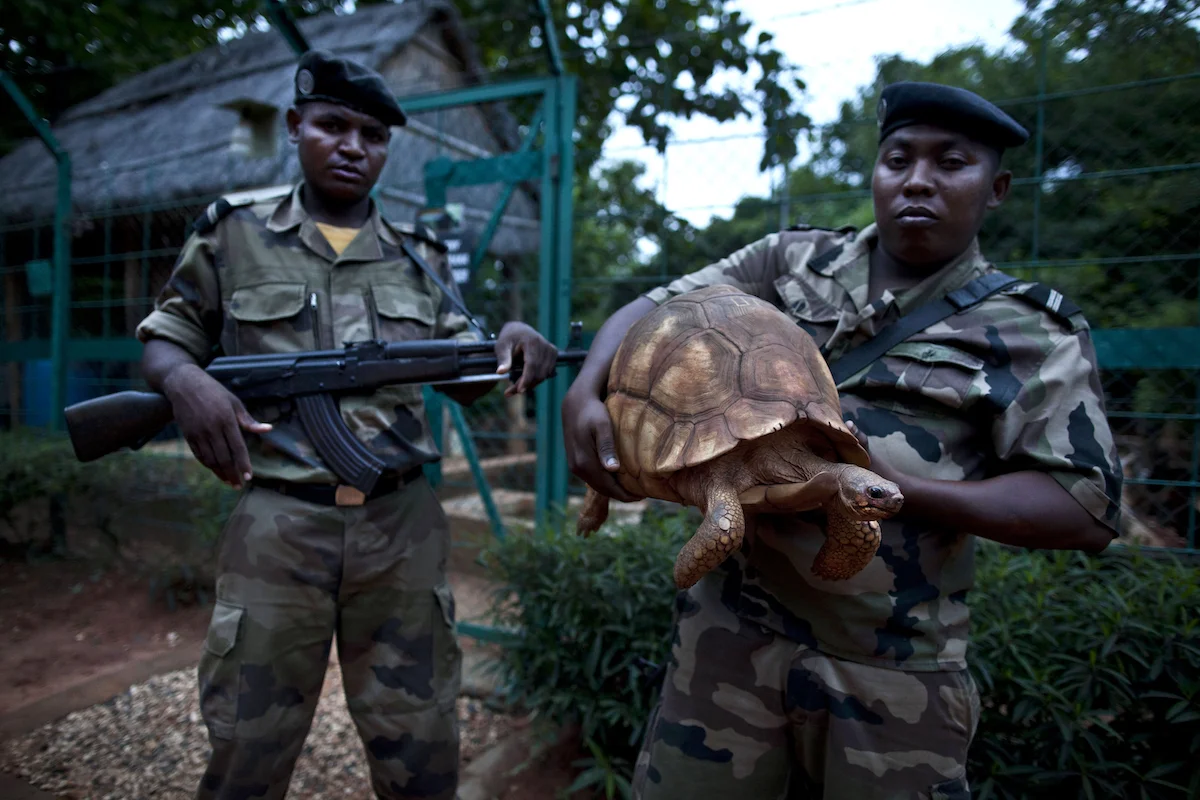 AMPIJOROA, MADAGASCAR - DECEMBER 8: Armed guards secure the fenced tortoise breeding center at Ankarafantsika national park. The center houses many Angonoka (plowshare) tortoises, a critically endangered species of tortoise endemic to Madagascar January 8, 2012 in Ampijoroa, Madagascar. The Angonoka (plowshare) tortoise is a critically endangered species of tortoise endemic to Madagascar. (Photo by Jonathan Torgovnik/Reportage by Getty Images)