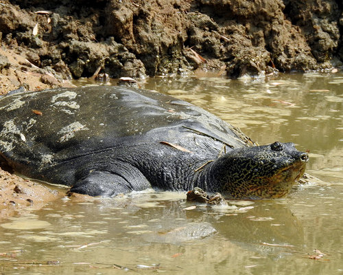 Yangtze Giant Softshell Turtle, one of the largest freshwater
turtles in the world. Source: Gerald Kuchling/ Turtle Conservancy.