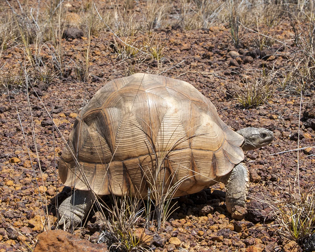 2 Ploughshare Tortoise.jpg