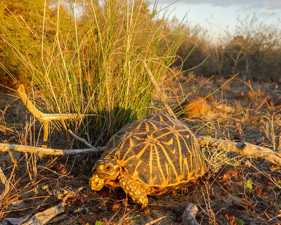 8 Geometric Tortoise.jpg