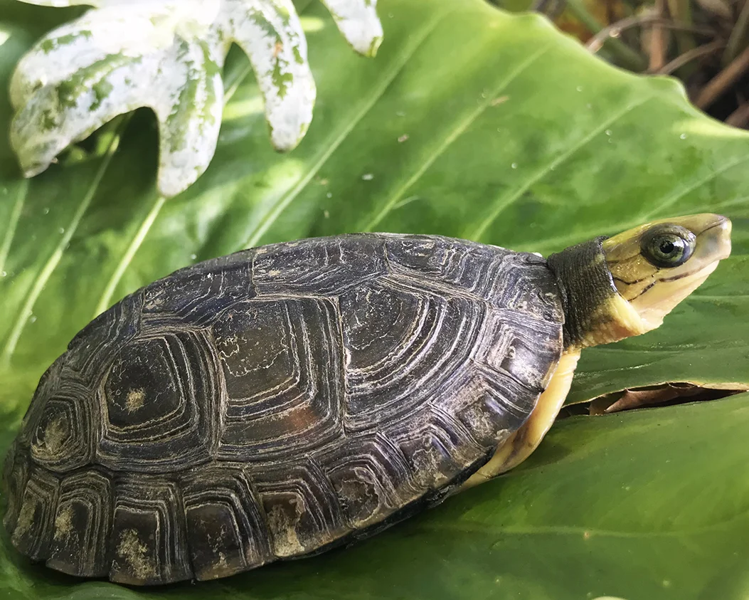 9 Golden-headed Box Turtle.jpg