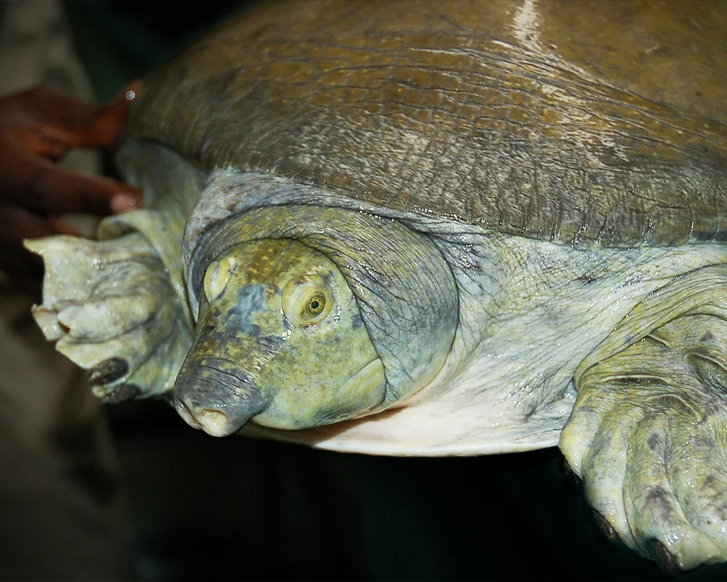 11 Nubian Flapshell Turtle.jpg