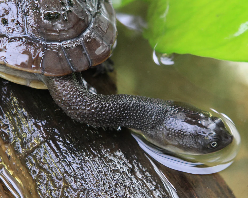 14 Roti Island Snake-necked Turtle.jpg