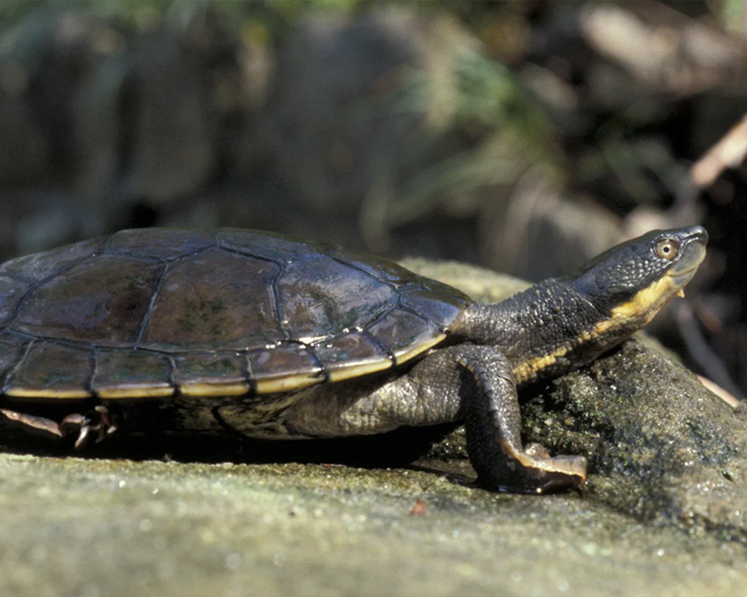 16 Bellinger River Snapping Turtle.jpg
