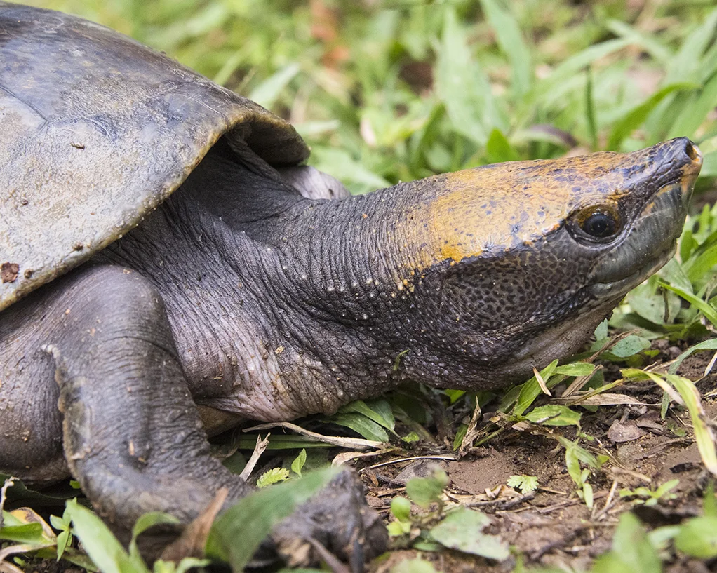 18 Central American River Turtle.jpg