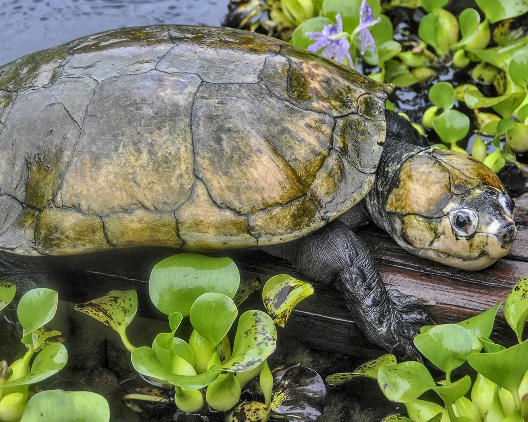 19 Madagascar Big-headed Turtle.jpg