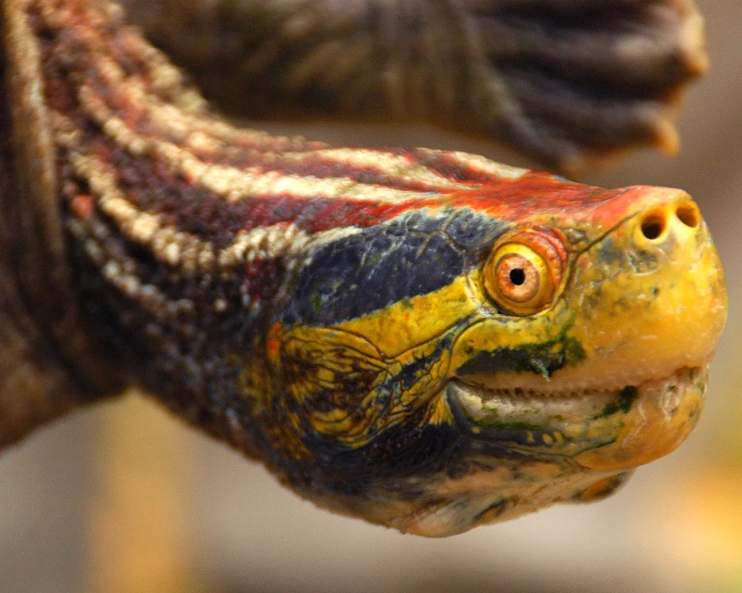 21 Red-Crowned Roof Turtle.jpg