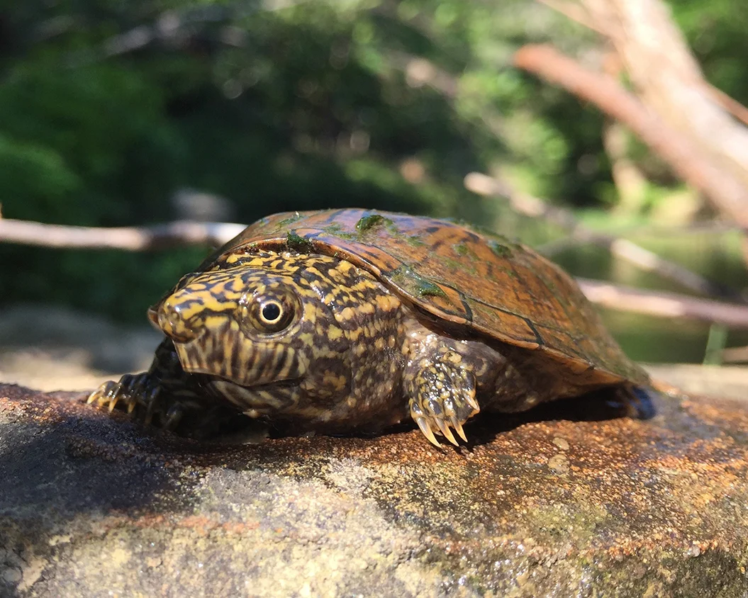 28 Flattened Musk Turtle.jpg