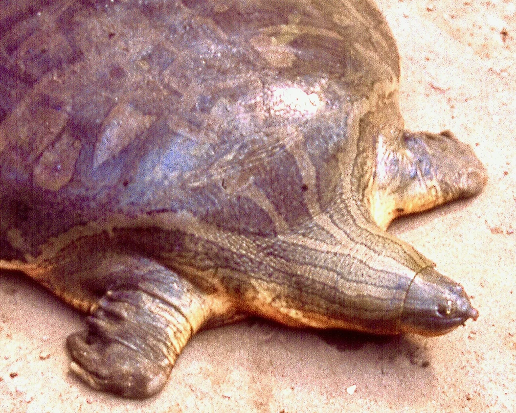 34 Myanmar Narrow-Headed Softshell Turtle.jpg