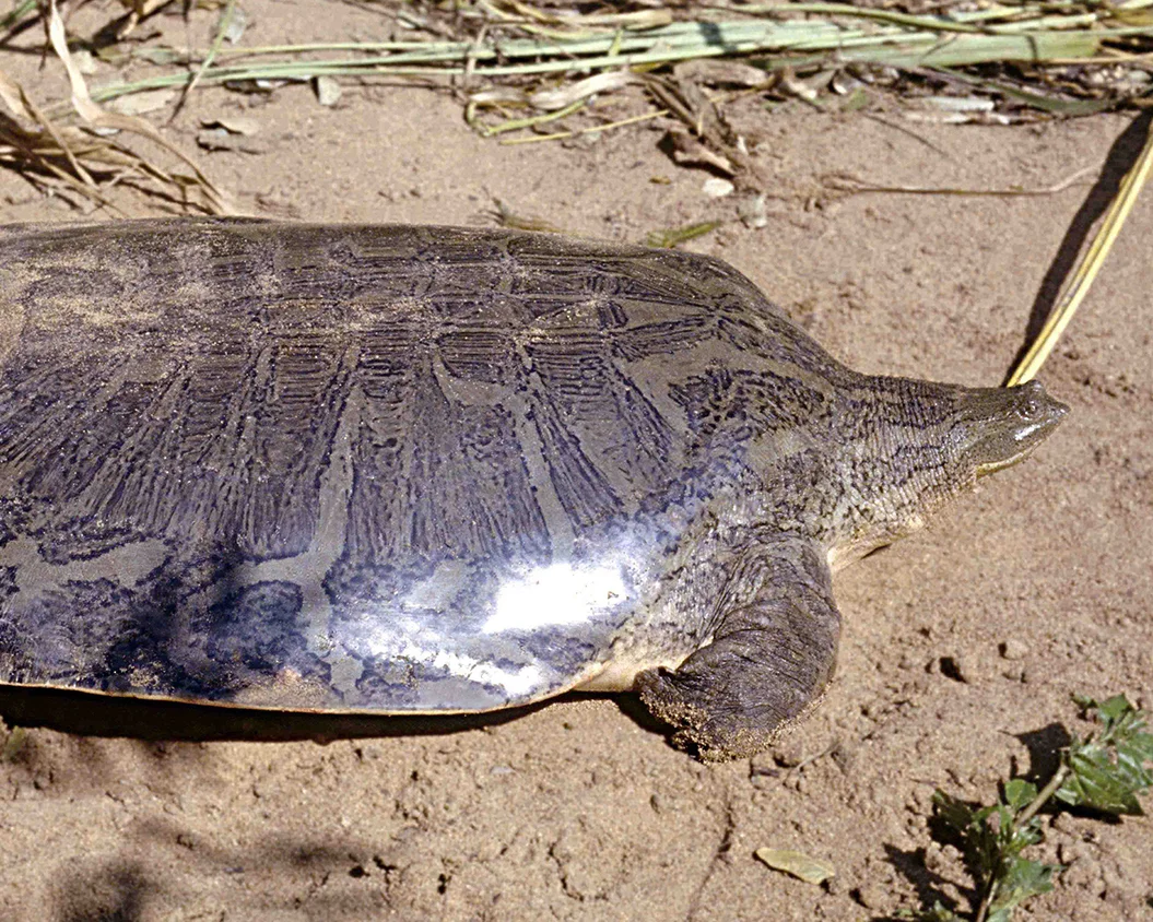 36 South Asian Narrow-Headed Softshell Turtle .jpg