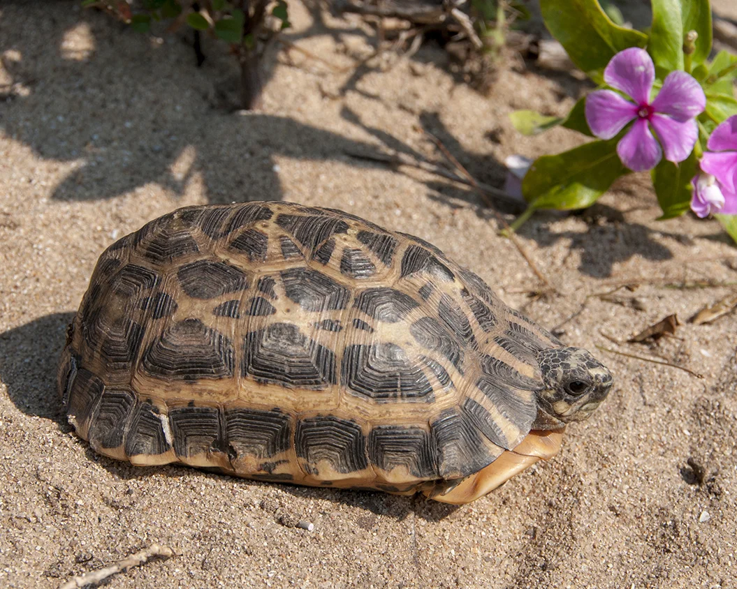 41 Spider Tortoise.jpg