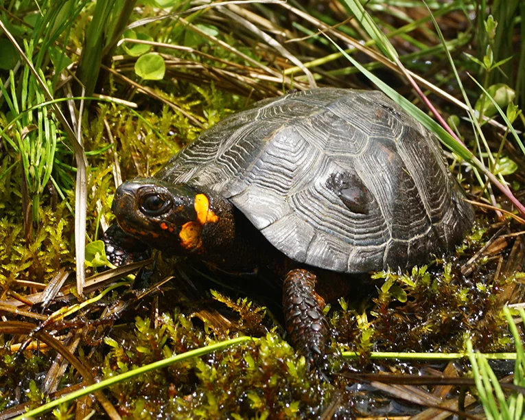 43 Bog Turtle.jpg