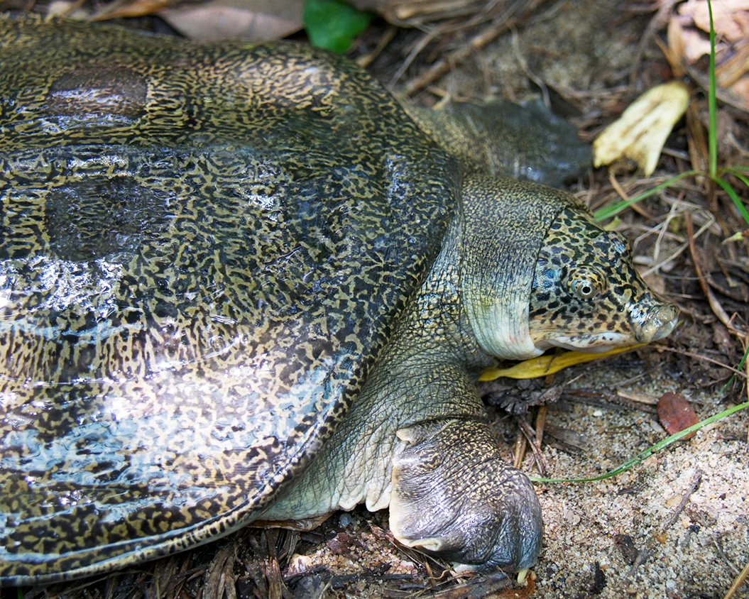 45 Myanmar Peacock Softshell Turtle.jpg