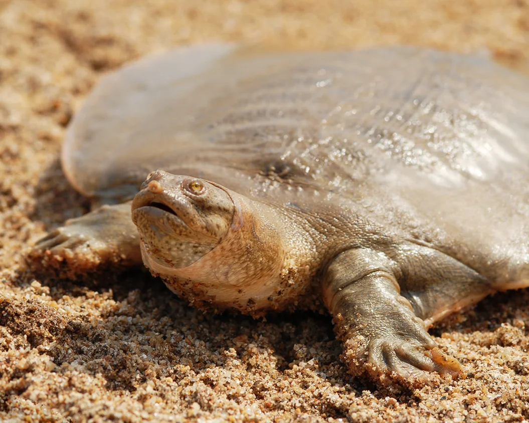 47 Asian Giant Softshell Turtle.jpg
